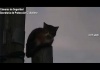 Tigre. RESCATE ANIMAL en General Pacheco: el COT socorrió a un gato atrapado en las alturas